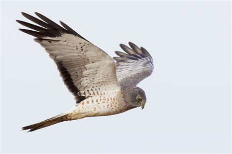 Northern Harrier Hawk Hunting Photograph by Ken Archer - Fine Art America