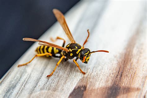 Scientists engineer bacteria-killing molecules from wasp venom | Penn Today