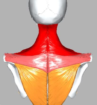 Coat Hanger Neck Pain – Nemechek Autonomic Medicine