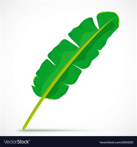 Banana leaf tropical plant Royalty Free Vector Image