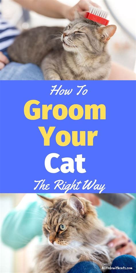 How To Groom Your Cat The Right Way (Tips And Tricks) | Cats, Cat care tips, Cat grooming