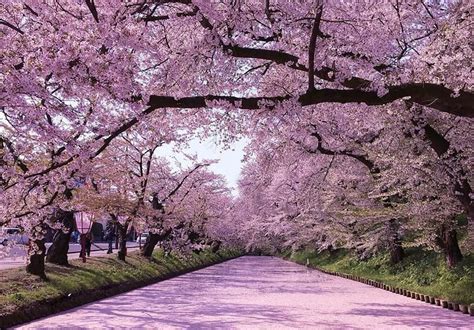 Hirosaki Park - Japan Cherry Blossom Guide | japanese cherry blossom ...