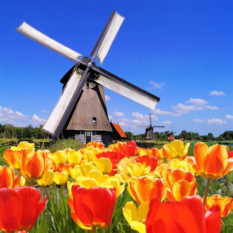 Frolic Among the Tulips in Holland | Dutch windmills, Windmill, Travel ...