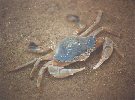 Flying crab (Liocarcinus holsatus) - MarLIN - The Marine Life ...