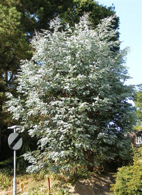 Eucalyptus cinerea - Trees and Shrubs Online