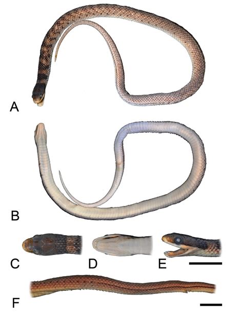 Dorsal (A) and ventral (B) views of midbody; dorsal (C), ventral (D ...