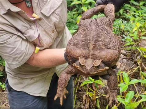 Japanese "Toadzilla" | Fandom