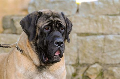 English Mastiff Colours - 3 Stunning Coats {with Pictures} - Paw Planning