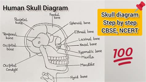 How to Draw Human Skull | Human Skull Diagram, HSC biology | Step by ...