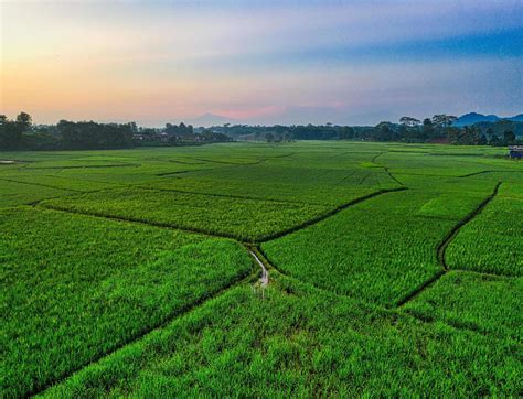 Aerial view of rice field 1224439 Stock Photo at Vecteezy