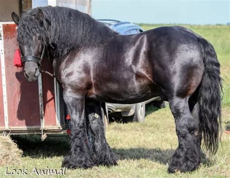 GORGEOUS HUGE BLACK BELGIAN STALLION | Belgian horse, Big horses, Belgian draft horse