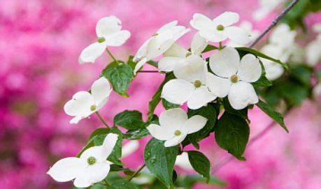 North Carolina State Flower - Dogwood Blossom | Flower show, Dogwood ...