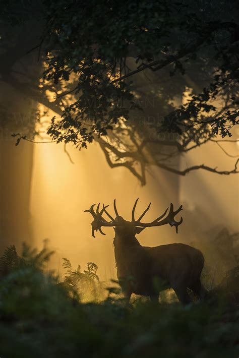 Burning forest | Animal photography, Nature animals, Animals wild