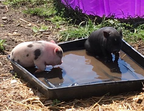 Pot Belly Pig Animals For Sale | Fort Wayne, IN #238737