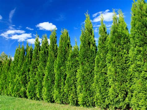 leyland cypress hedge - Backbone Valley Nursery