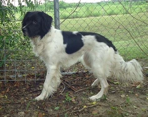 English setter Border collie mix. | Collie mix, Border collie mix, English setter