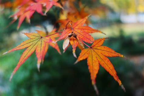 Fall Leaf Autumn Maple Golden Snitch Wallpaper,HD Nature Wallpapers,4k ...