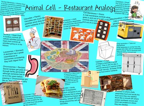 Plant Cell Analogy Project Ideas