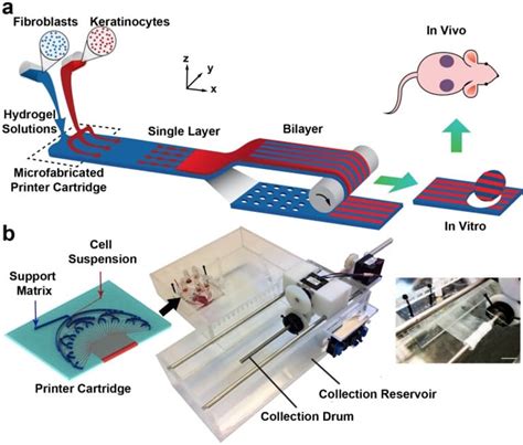 PrintAlive 3D bioprinter creates on-demand skin grafts for burn victims