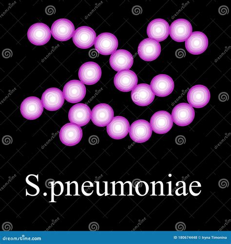 Pneumococci Structure. Bacteria Pneumococcus. Infographics. Vector ...