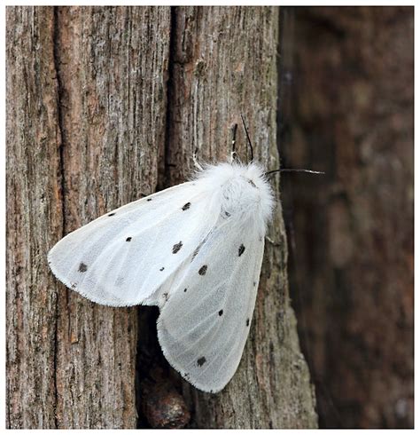 Adrian Davey Bird & Wildlife Photography: Muslin Moth