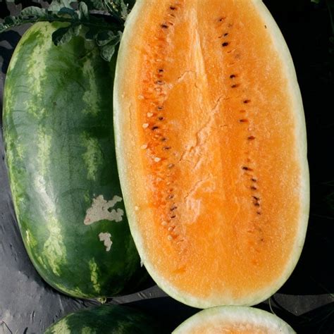 Watermelon Seeds - Tendersweet Orange | Vegetable Seeds in Packets ...