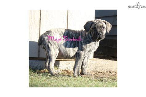 Brindle Female: South African Boerboel puppy for sale near Lafayette ...