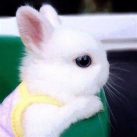 Baby Bunny Rabbit wearing pink & yellow top | Cute baby bunnies, Baby animals, Cute animals