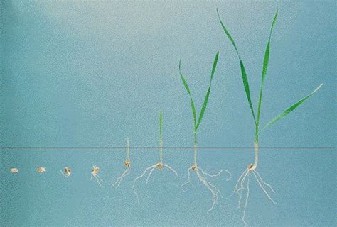 Germination and Seedling Emergence | Forage Information System | Oregon State University