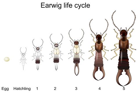 Cycle de vie du perce-oreille - Stades de l'œuf, du bébé et de l'adulte | RegTech