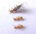 Carpenter-Ant-pictures-sugar-ants-Photos