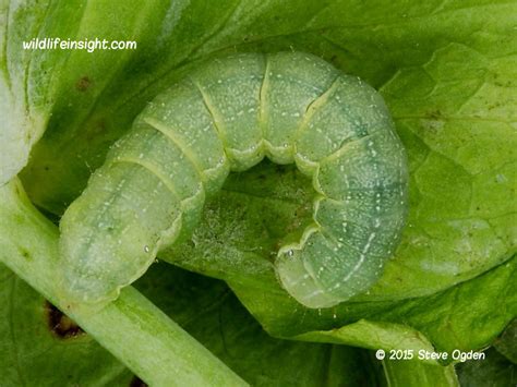 Cabbage Moth, Mamestra brassicae | Wildlife Insight