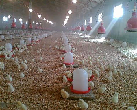 Revealed: How to Create Wealth From Poultry Farming in Nigeria - TopNaija