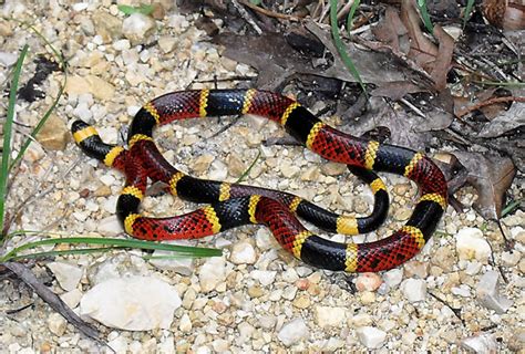 Texas Coral Snake (Common Snakes Identification Guide for the Houston Area) · iNaturalist