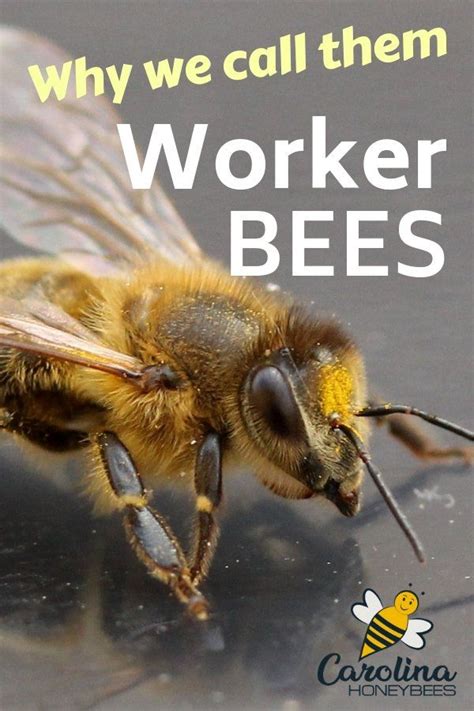 The Role of Worker Bees - Carolina Honeybees | Bee keeping, Bee, Bee hive