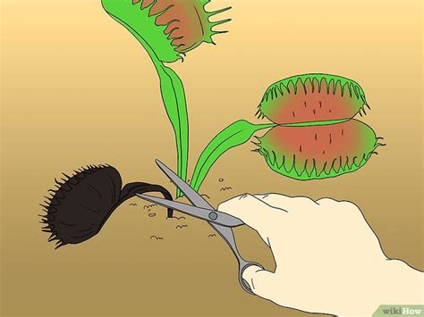 How to Care for Venus Fly Traps (with Pictures) - wikiHow | Venus fly ...