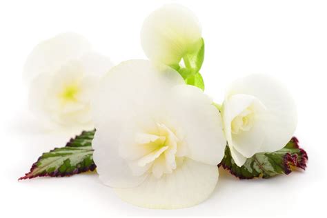 Begonia White: Care Guide For A White Beauty - Plantisima