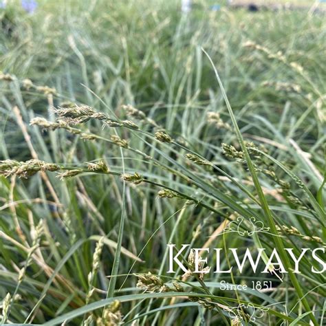 Carex divulsa - Kelways Plants Ltd