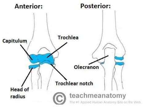 Elbow Joint Muscles