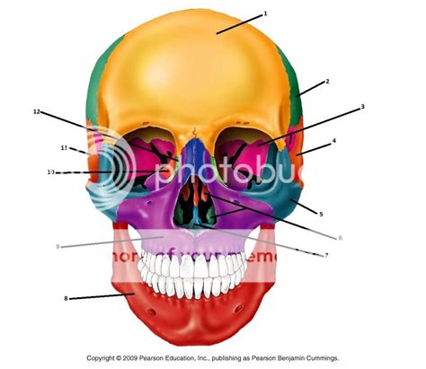 2014 Bones of the Anterior Skull Quiz - By KellyHarrison