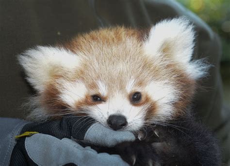 Cuddly Red Panda Hangs Out Picture | The cutest animals roundup - ABC News