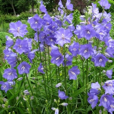 CAMPANULA PERSICIFOLIA SEEDS (Narrow-leaved Bellflower, Peach-flowered Bellflower) - Plant World ...