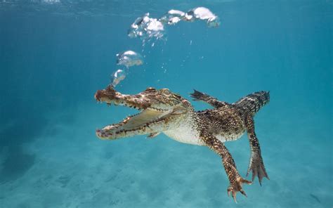 Crocodile swimming underwater | HD Animals Wallpapers