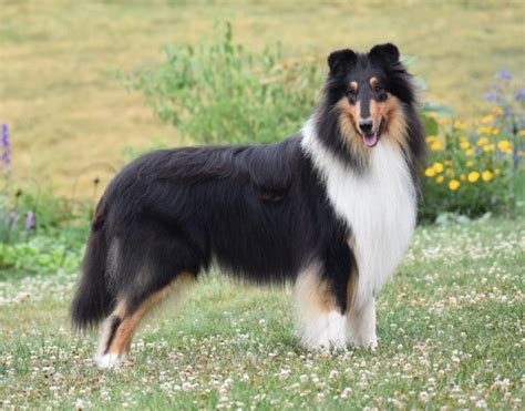 Tri-Colored Collie Puppies