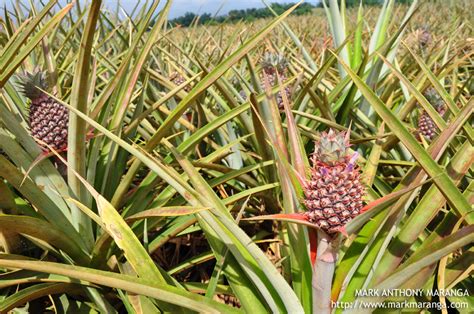 Camp Phillips: Del Monte Pineapple Plantation in Bukidnon | Philippines Tour Guide