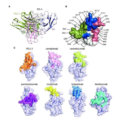 | The binding mechanism of cemiplimab to PD-1. (A) Overall structure of... | Download Scientific ...