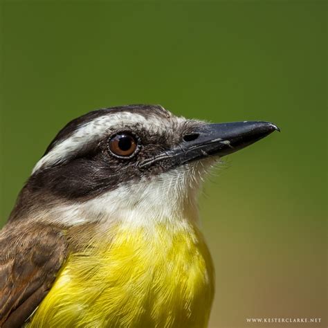 Great Kiskadee - Kester Clarke Wildlife Photography