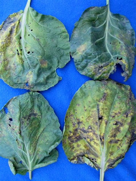 Bacterial leaf spot on cauliflower | Vegetable Pathology – Long Island Horticultural Research ...