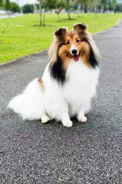 Shetland Sheepdog Dog Breed Information | Pet dogs puppies, Dog breeds, Pet dogs