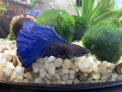 Cool Bloated Betta Fish Swim Bladder Ideas